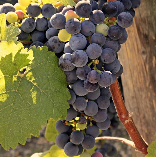 wine, grapes, grapevine-3623662.jpg